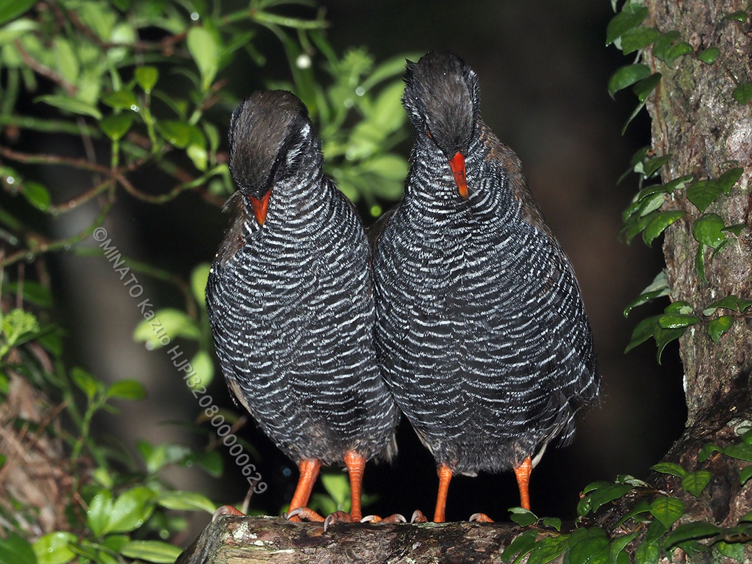 ヤンバルクイナ