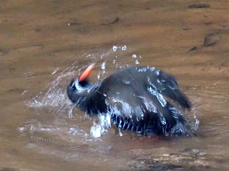 ヤンバルクイナ