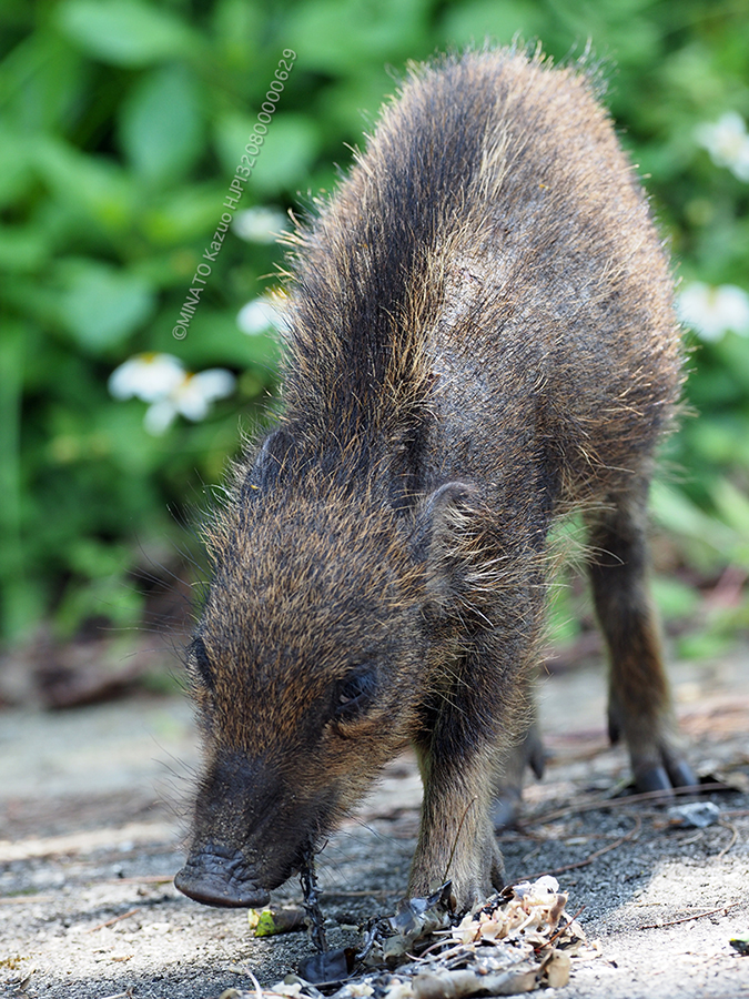 リュウキュウイノシシ幼獣