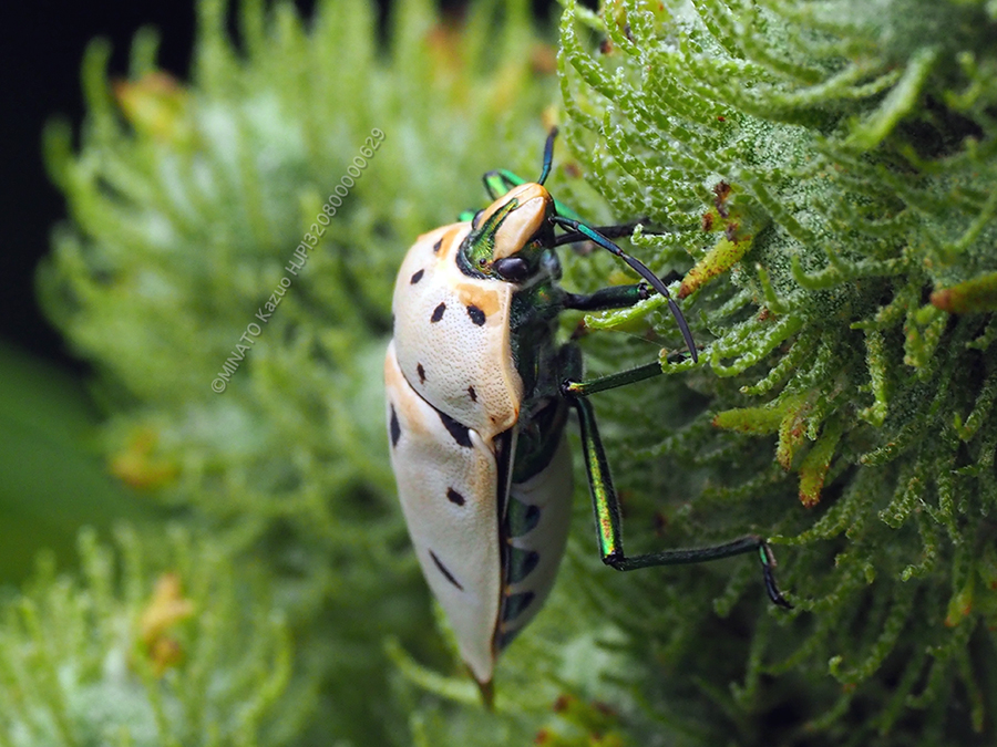 アカギカメムシ越冬虫