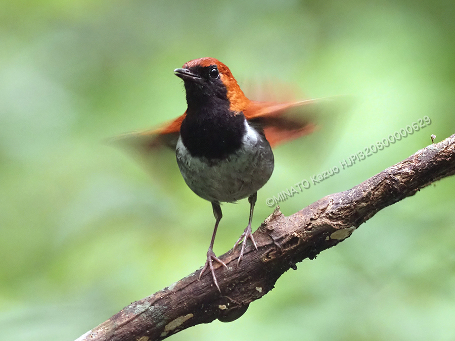 ホントウアカヒゲ雄