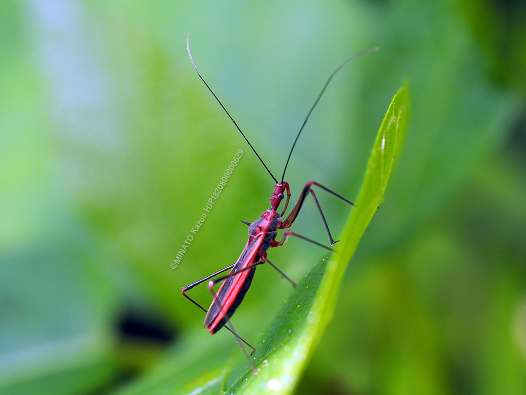 キベリヒゲナガサシガメ