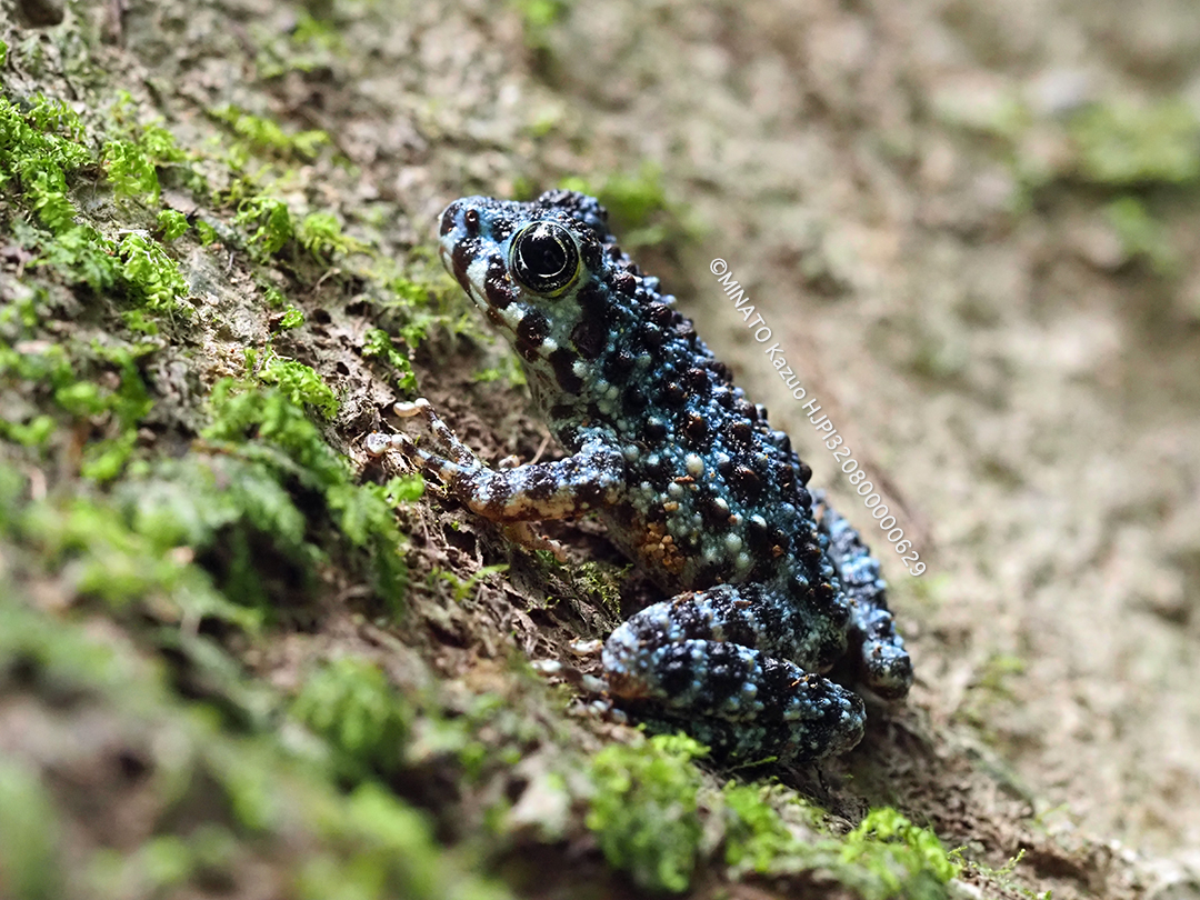 オキナワイシカワガエル