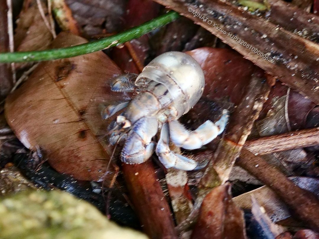 オカヤドカリ類