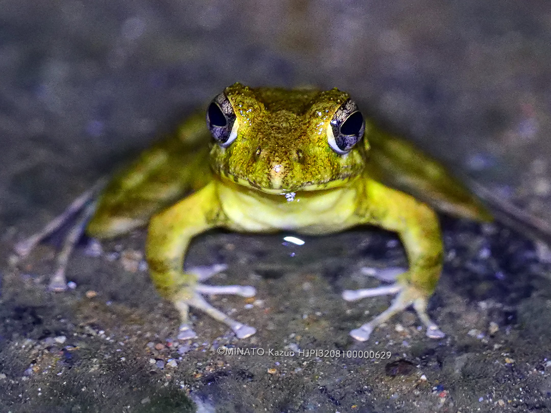 リュウキュウカジカガエル