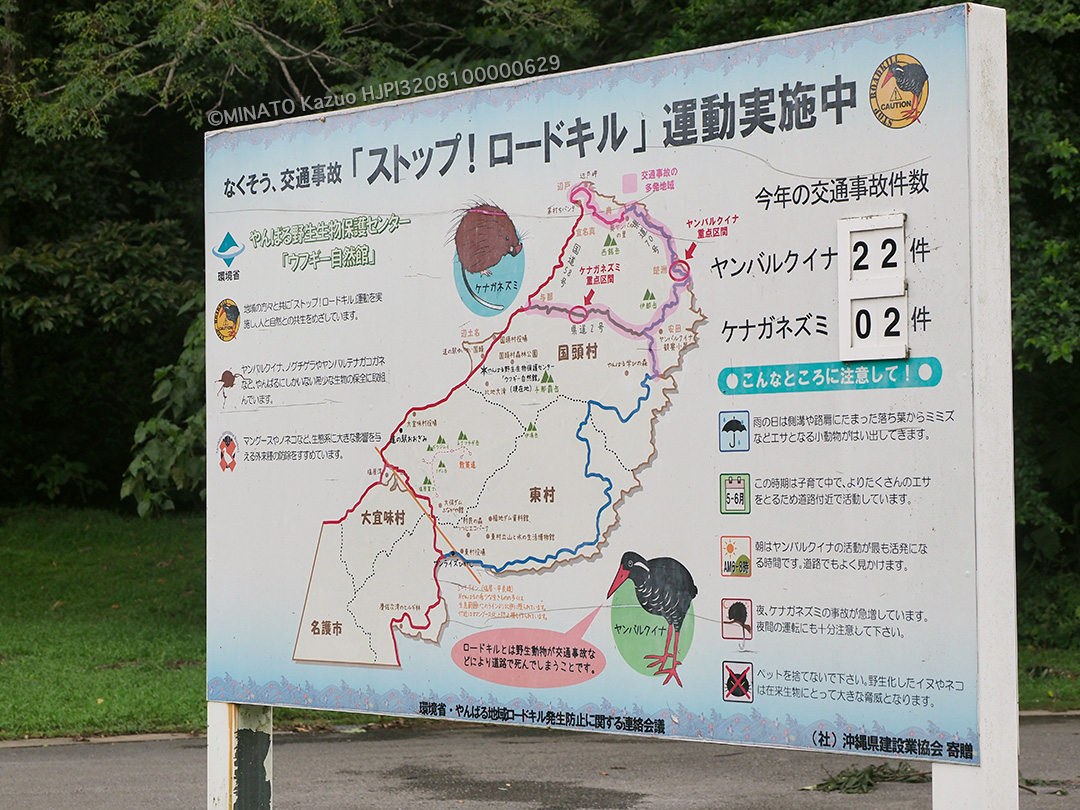 野生動物交通事故