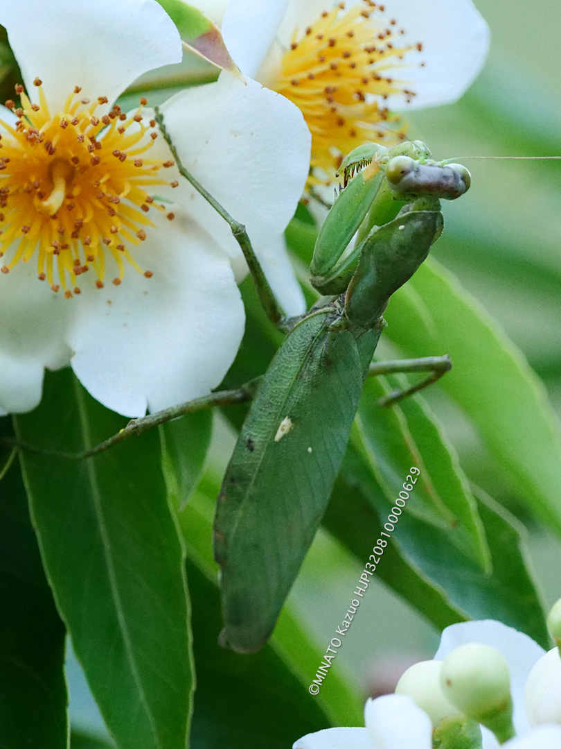 ハラビロカマキリ