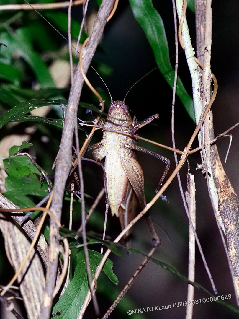 タイワンクツワムシ