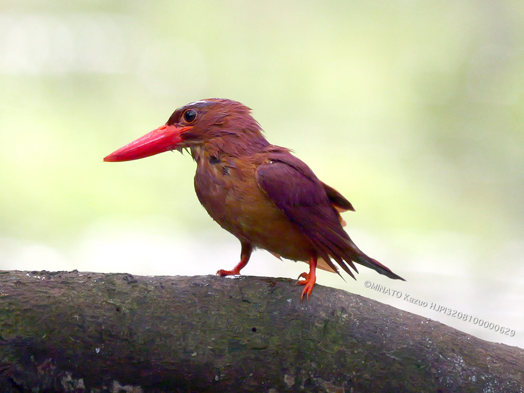 リュウキュウアカショウビン