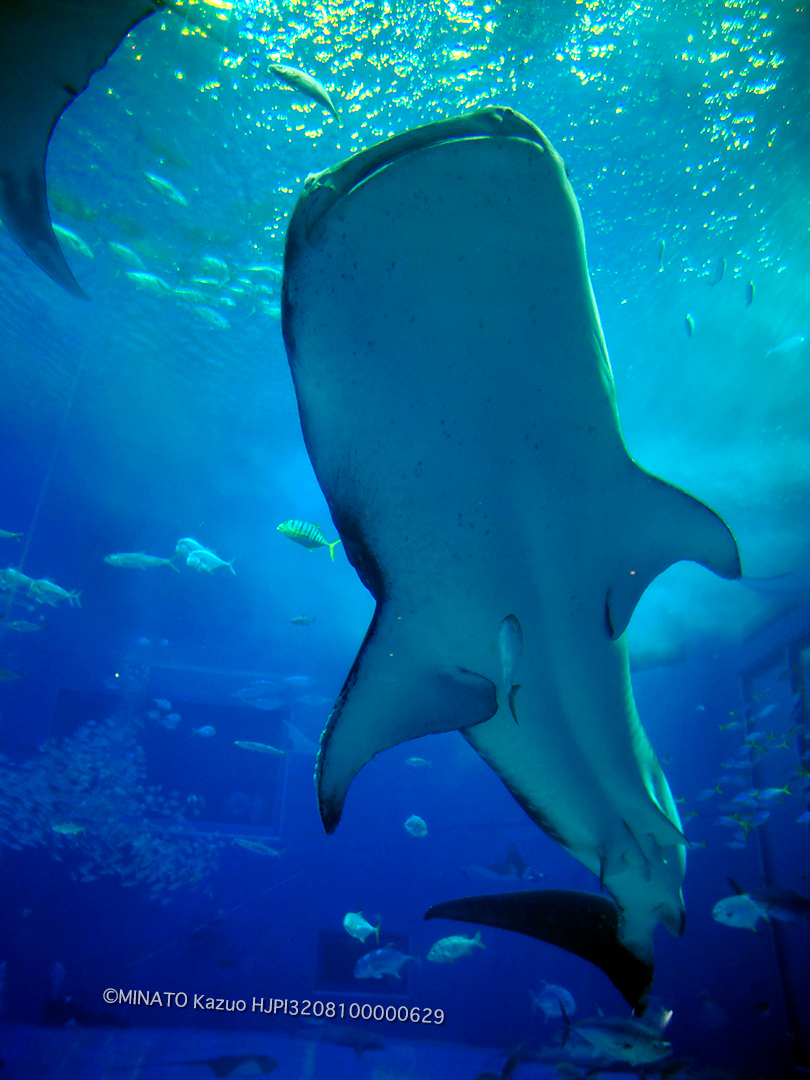 美ら海水族館