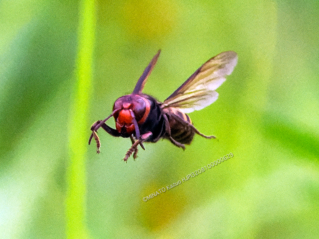 コガタスズメバチ