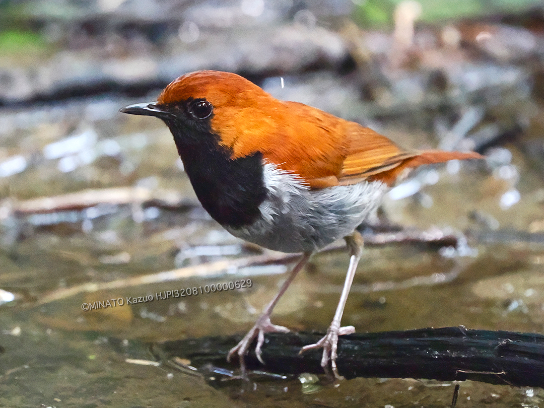 ホントウアカヒゲ雄