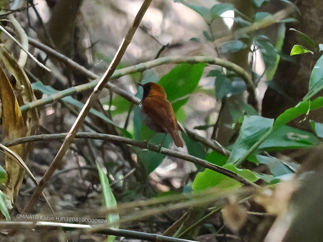 ホントウアカヒゲ雄