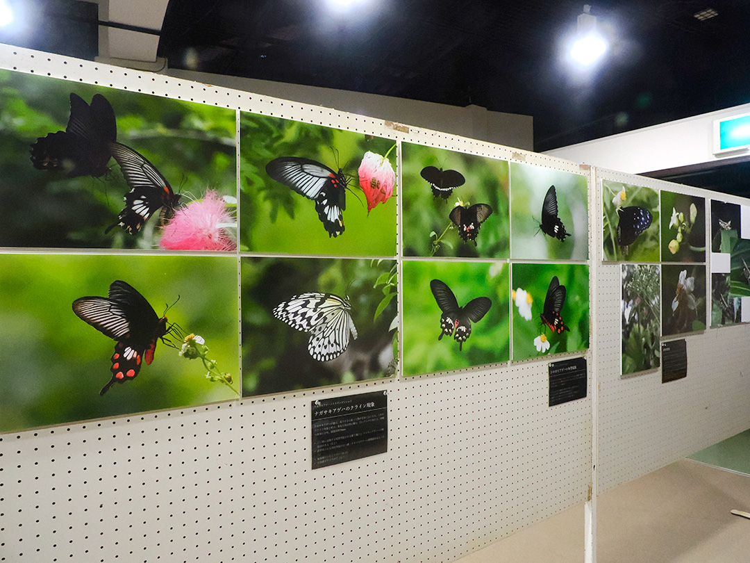 湊和雄やんばる写真展