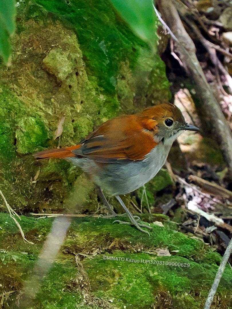 ホントウアカヒゲ雌