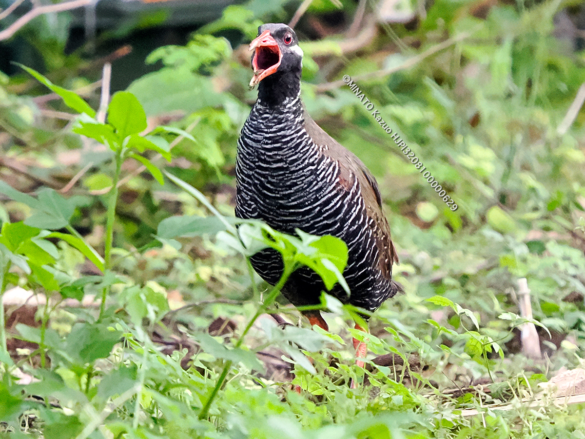 ヤンバルクイナ