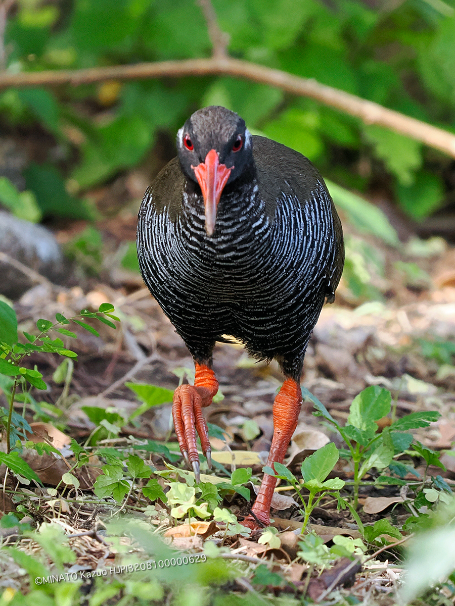 ヤンバルクイナ