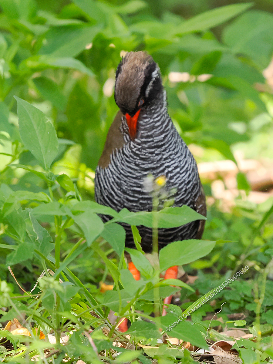 ヤンバルクイナ