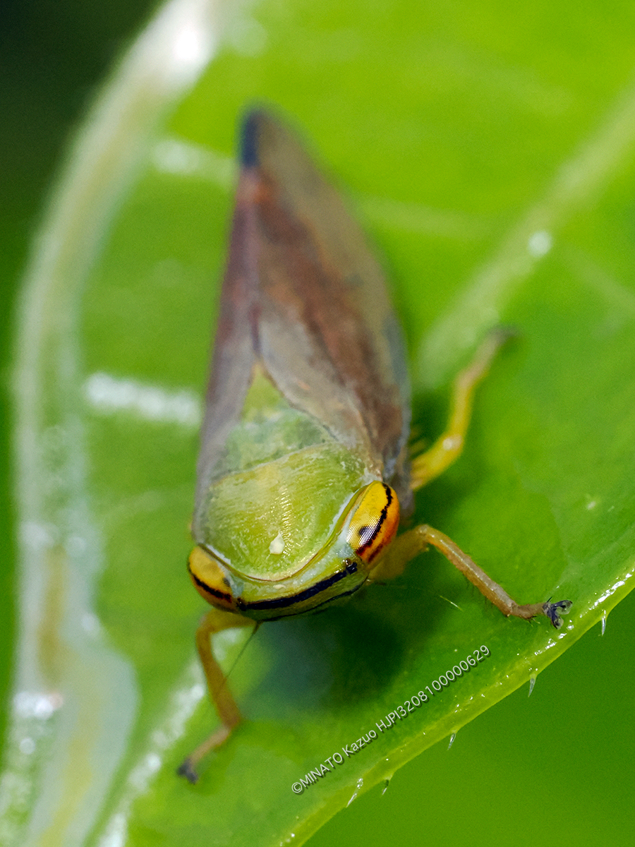 オサヨコバイ成虫