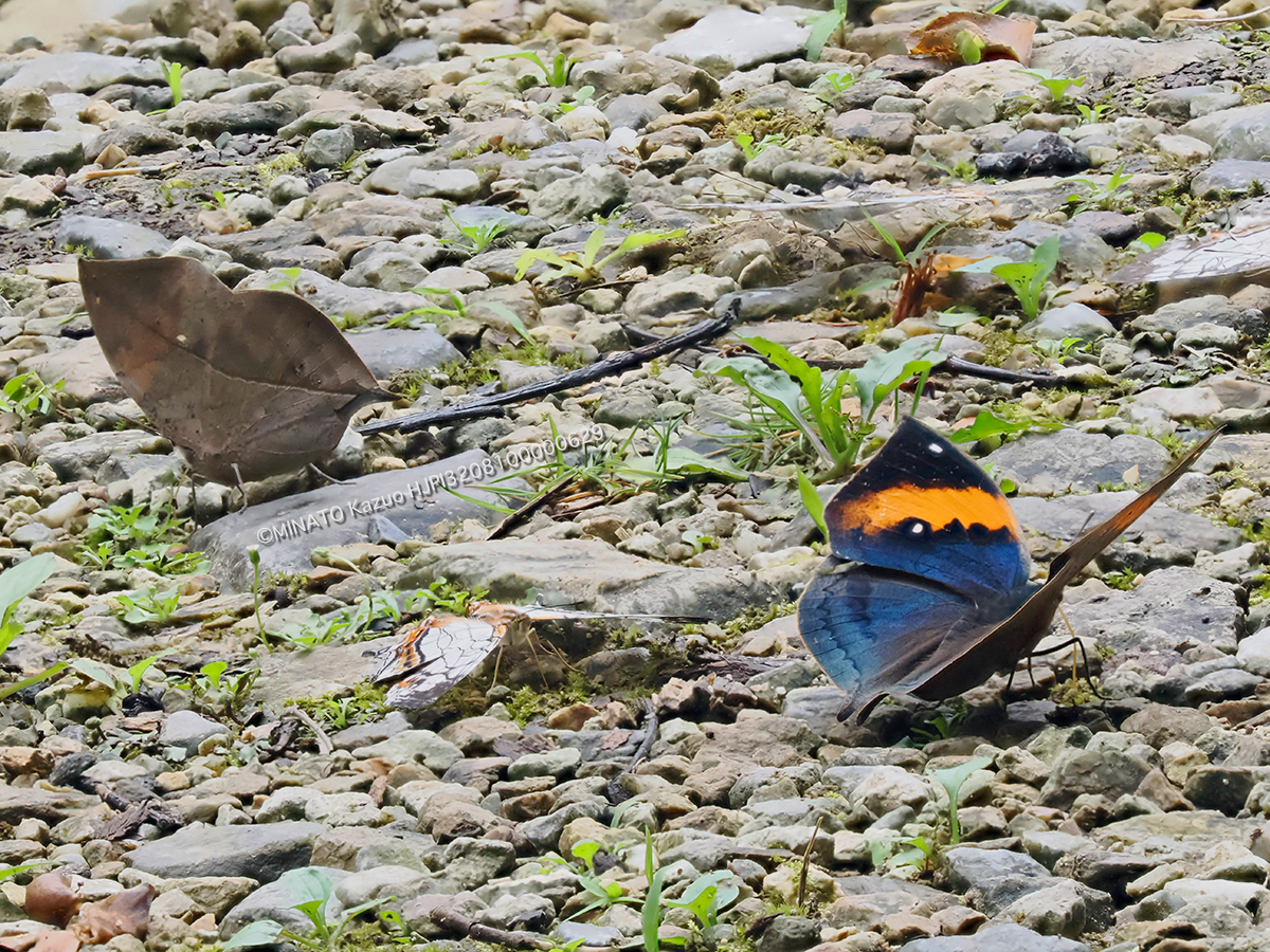 コノハチョウ・イシガケチョウ