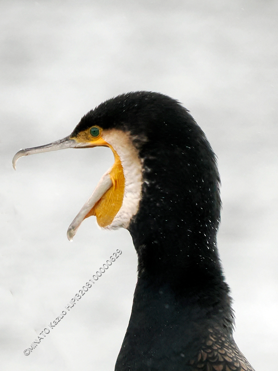 カワウ