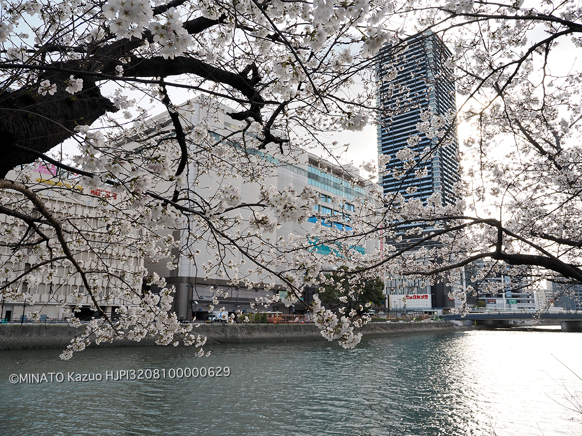 桜