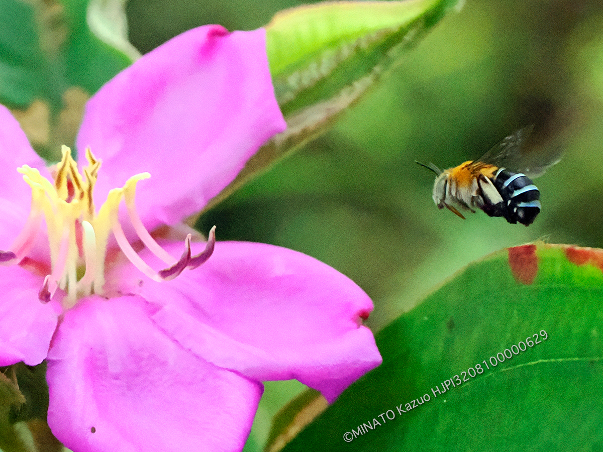 アオスジコシブトハナバチ