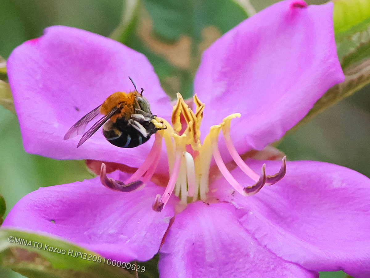 アオスジコシブトハナバチ