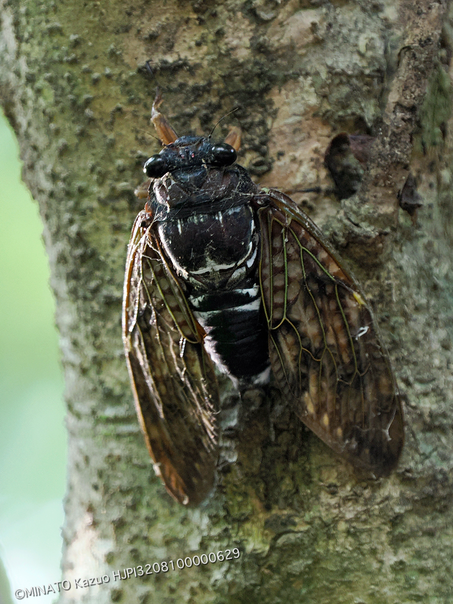 リュウキュウアブラゼミ