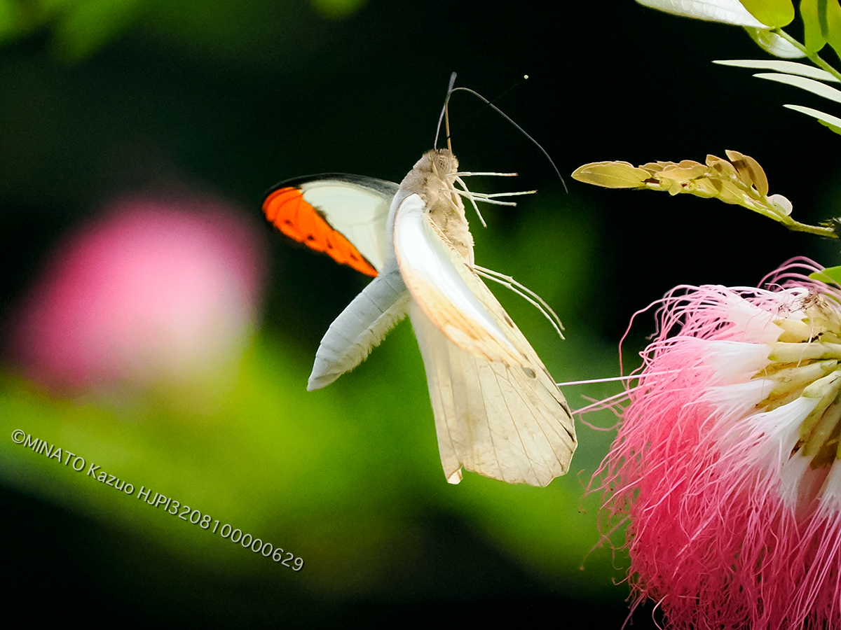 ツマベニチョウ