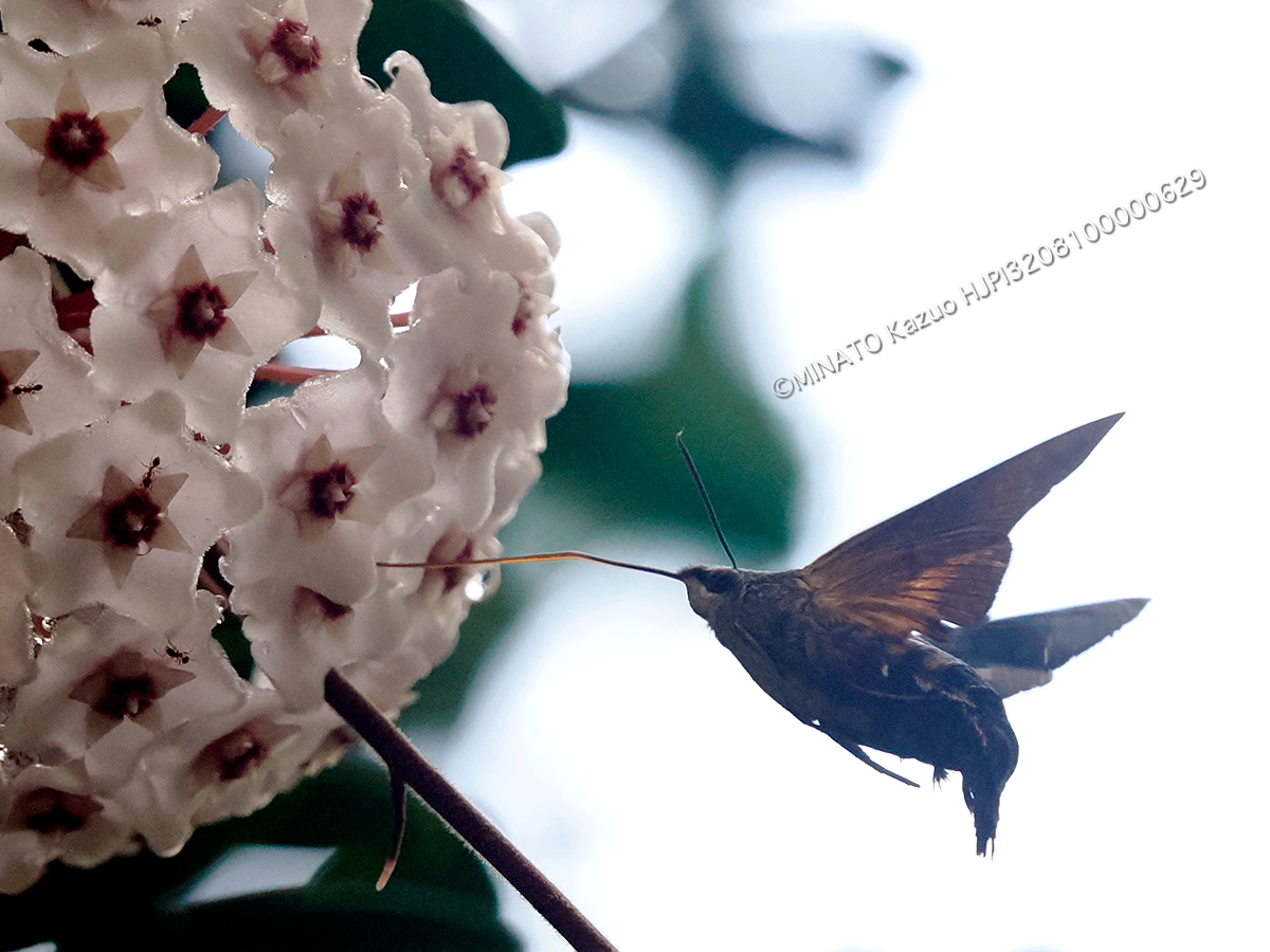 オキクロホウジャク