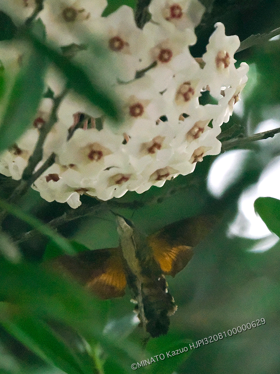 オキクロホウジャク