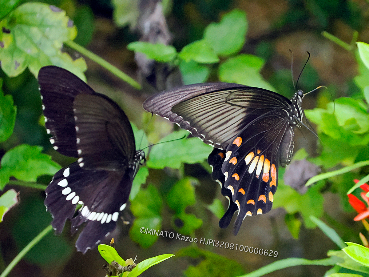 シロオビアゲハ擬態型