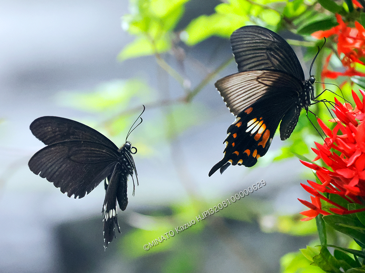 シロオビアゲハ擬態型