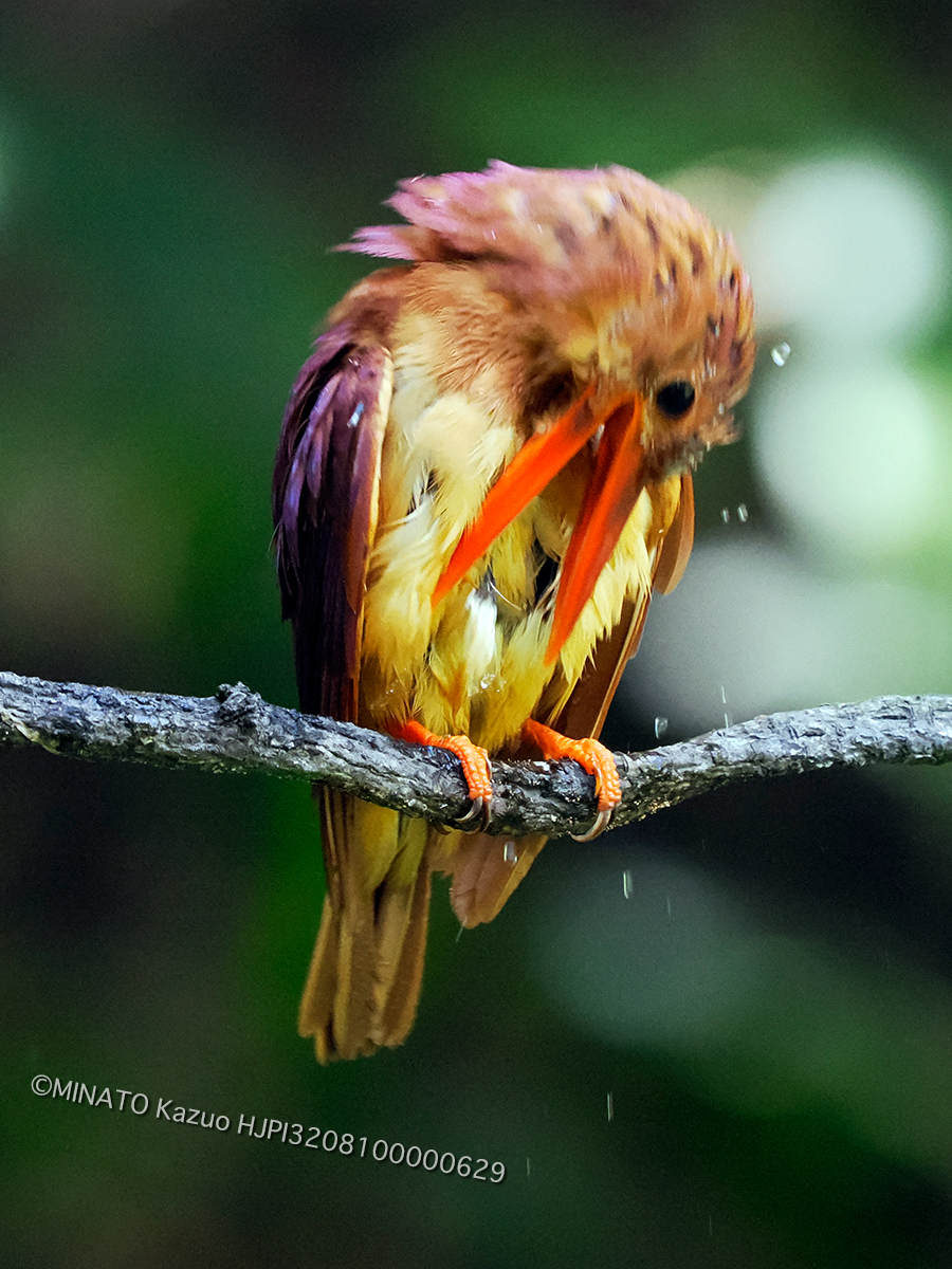 リュウキュウアカショウビン
