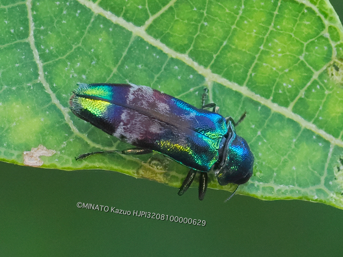 ミドリナカボソタマムシ