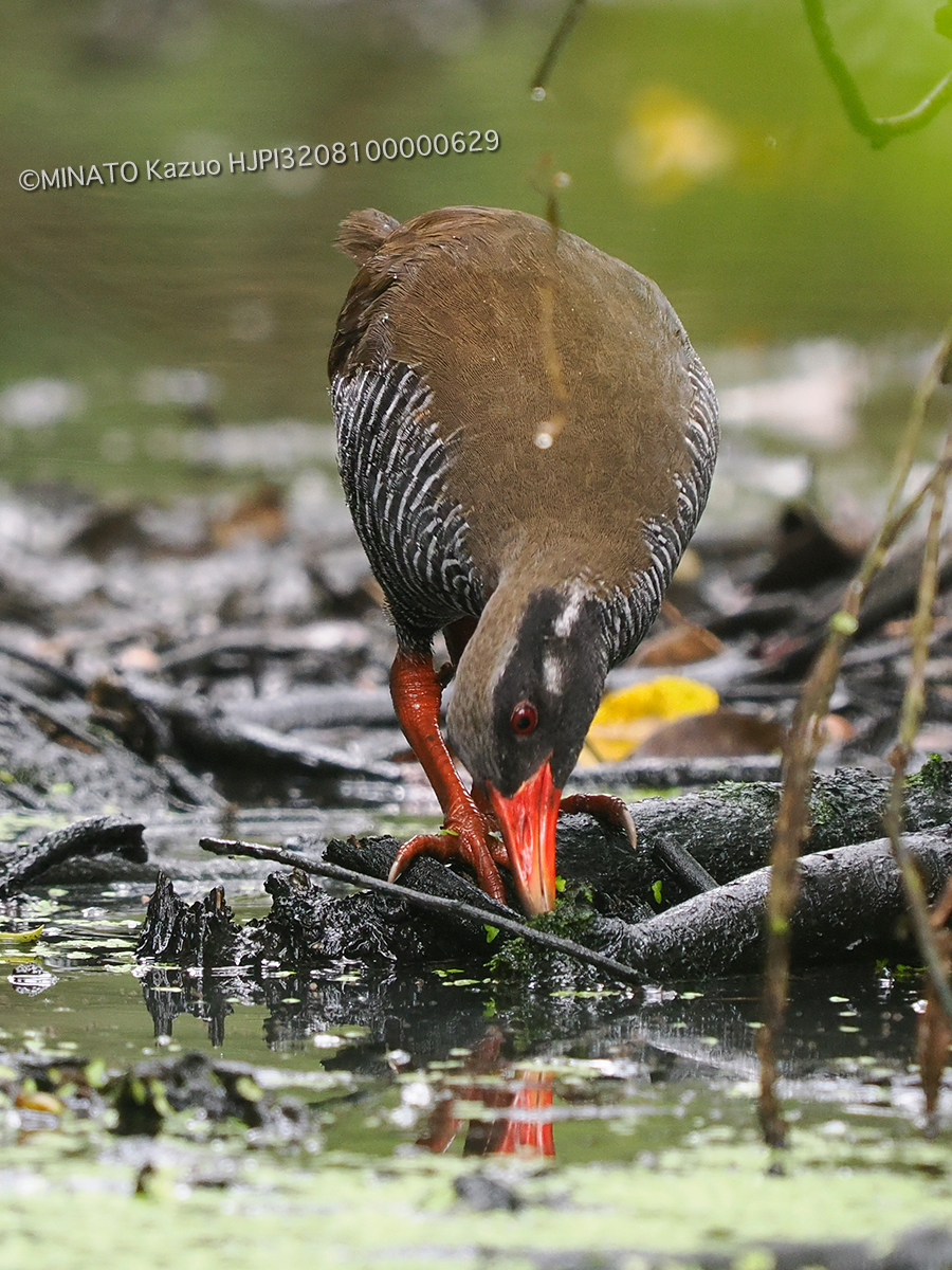 ヤンバルクイナ