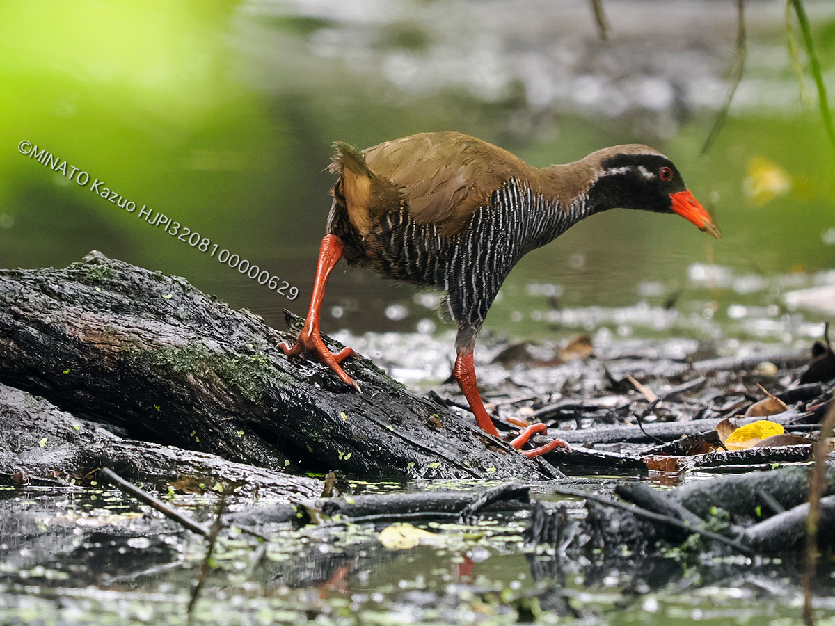 ヤンバルクイナ