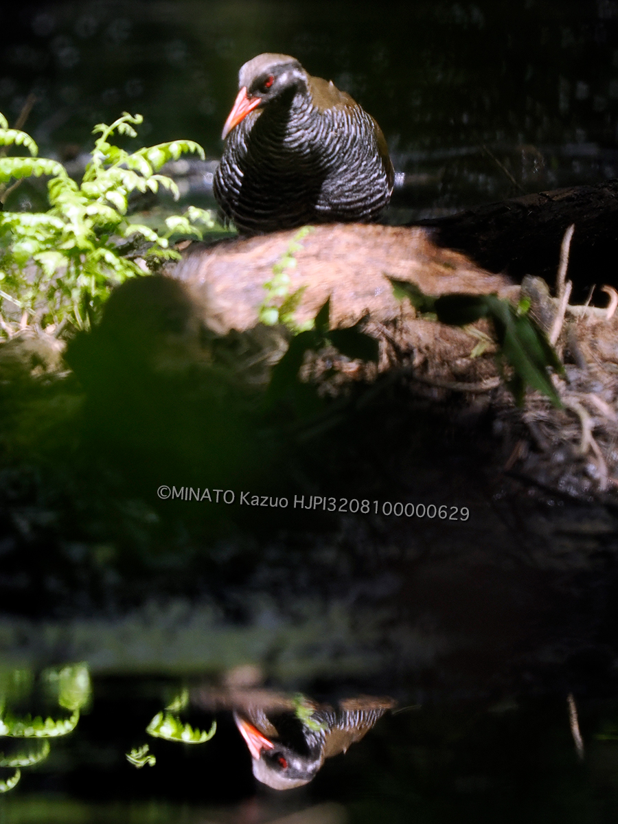 ヤンバルクイナとリュウキュウイノシシ