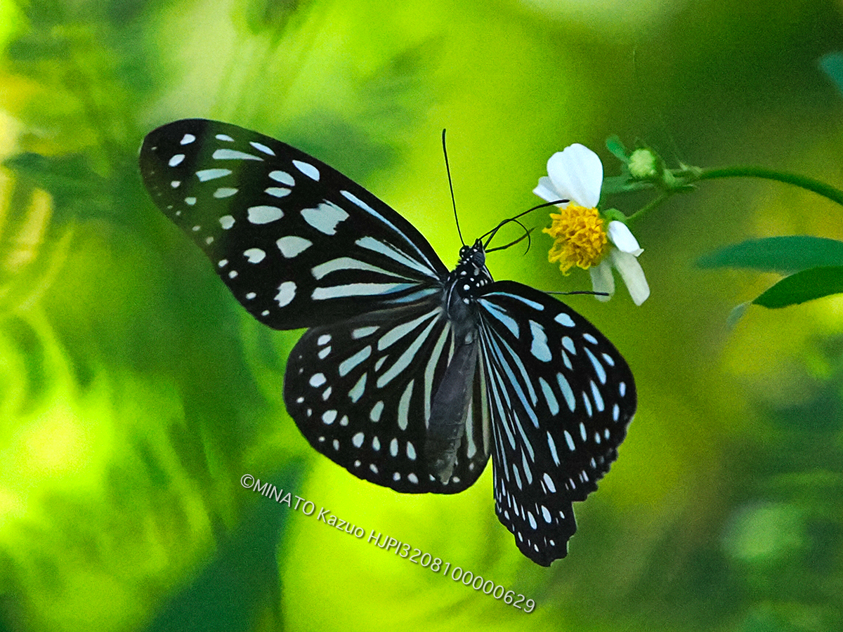 リュウキュウアサギマダラ