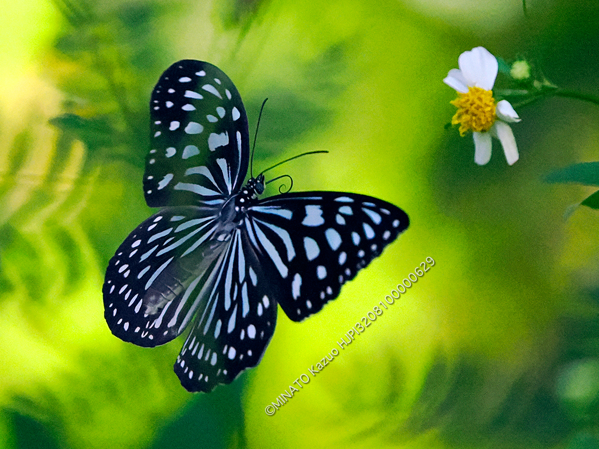 リュウキュウアサギマダラ