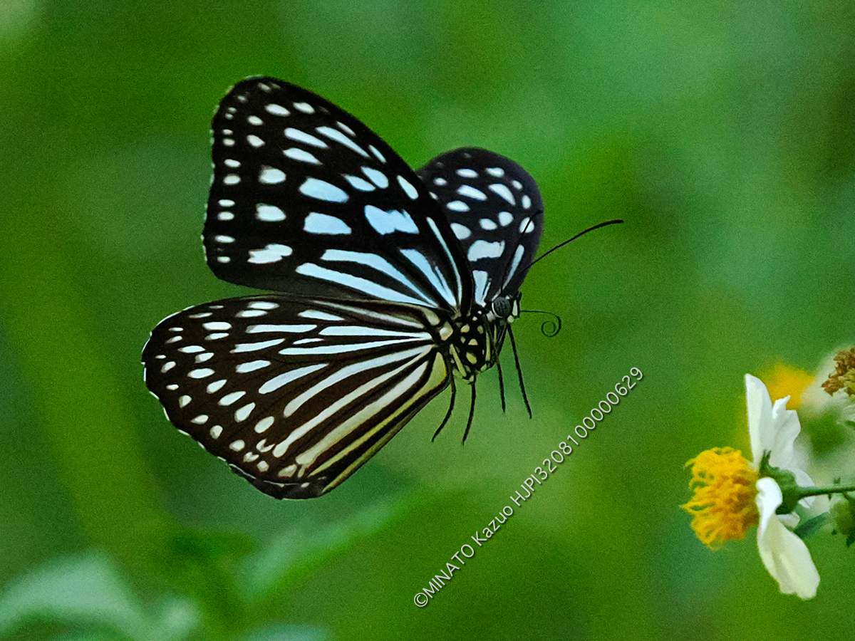 リュウキュウアサギマダラ