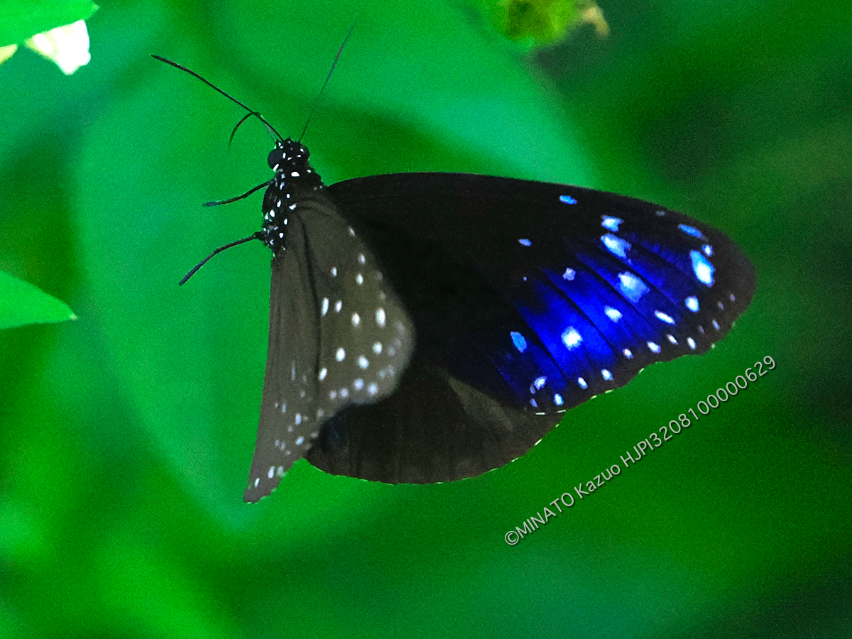 ツマムラサキマダラ雄