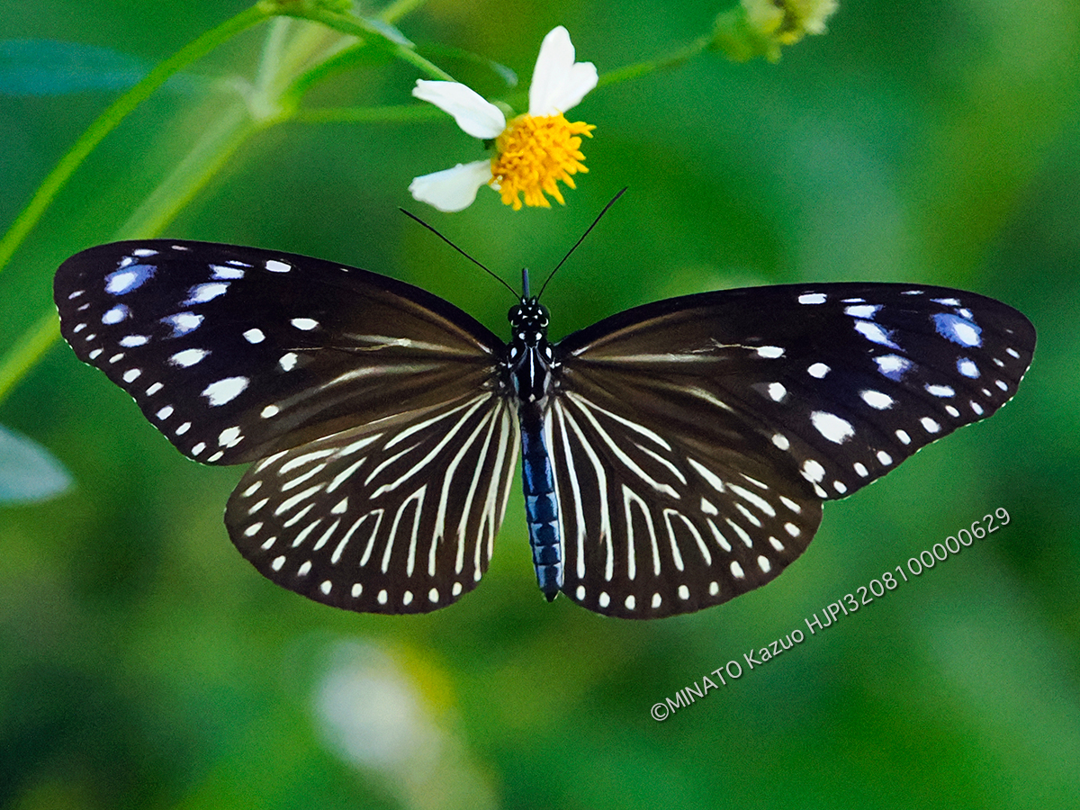ツマムラサキマダラ雌