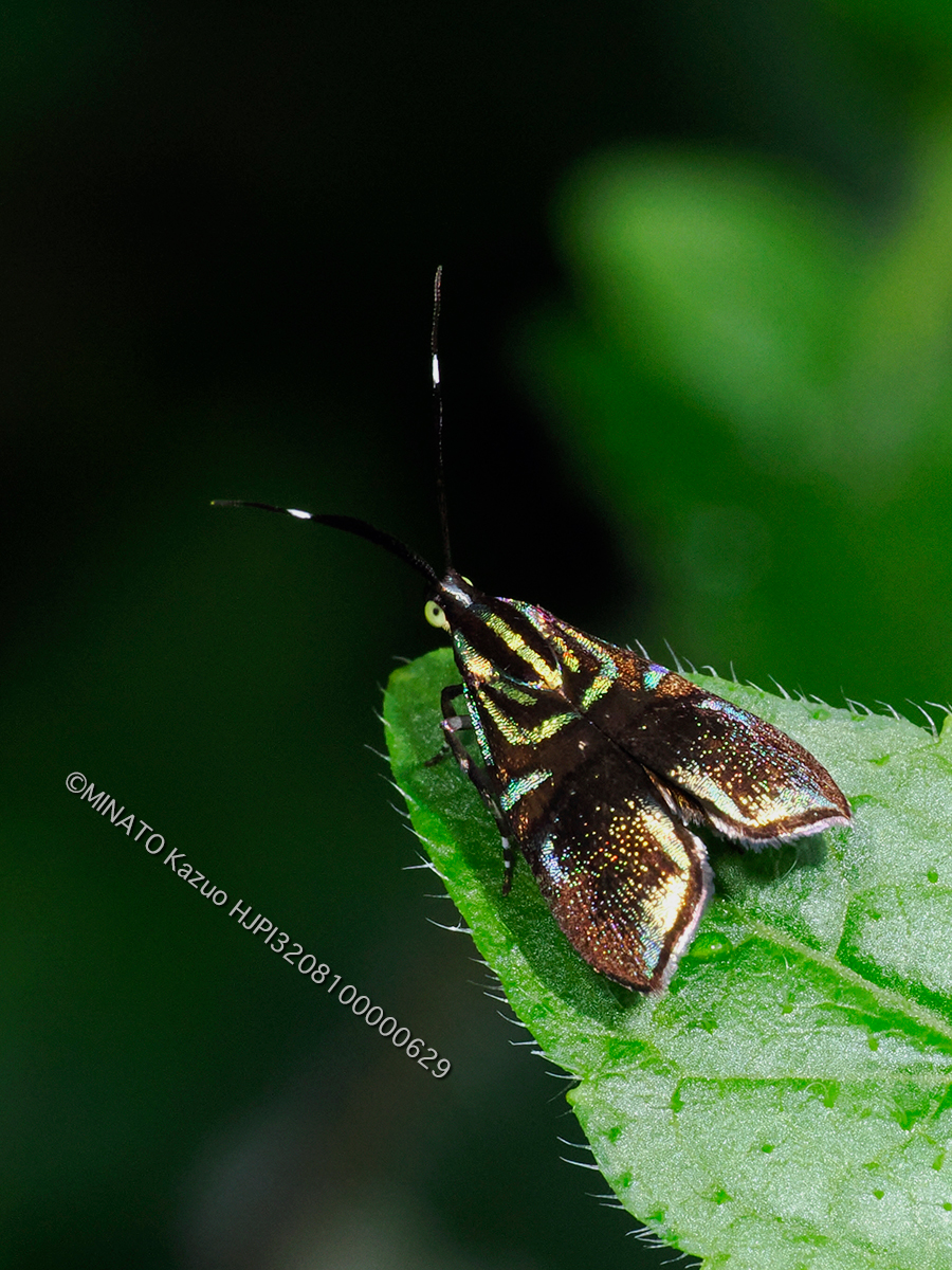 イヌビワオオハマキモドキ