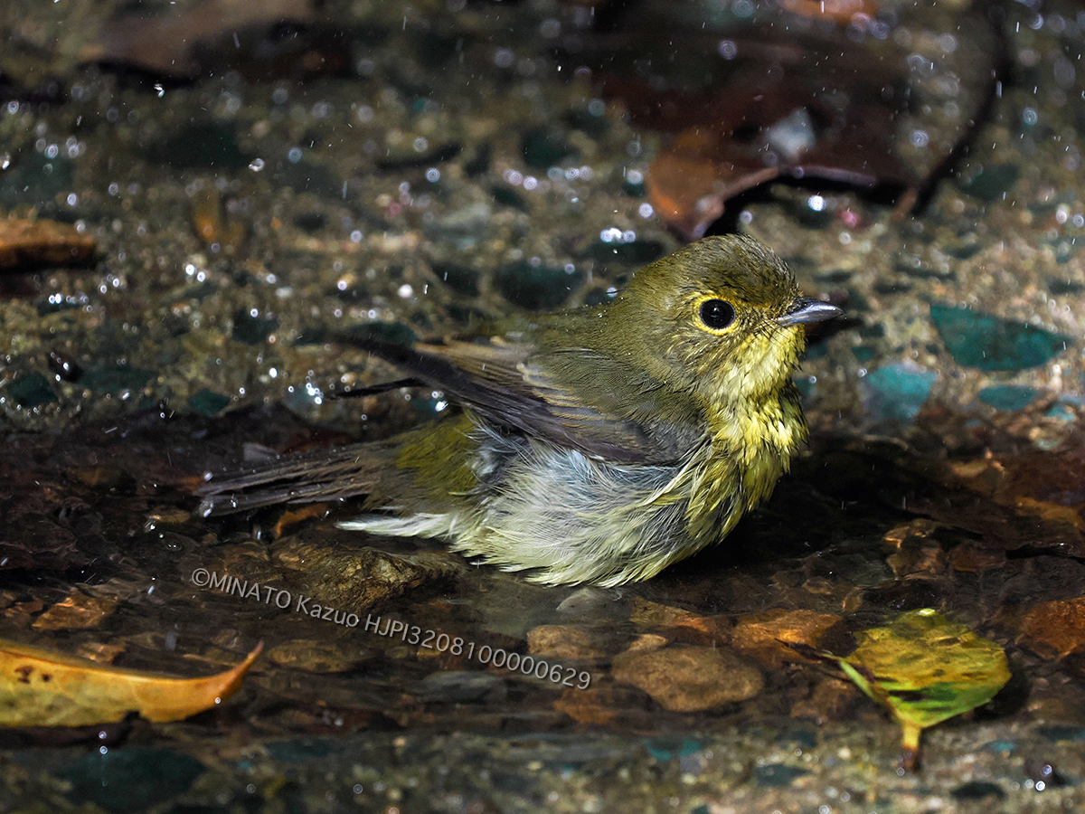 リュウキュウキビタキ？