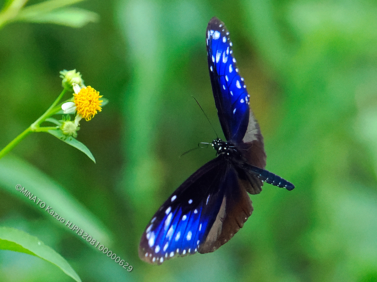 ツマムラサキマダラ雄