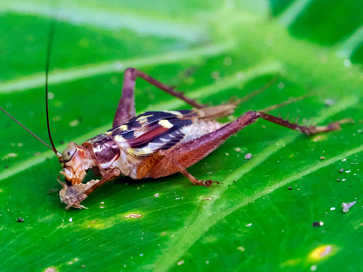 マダラマツムシ