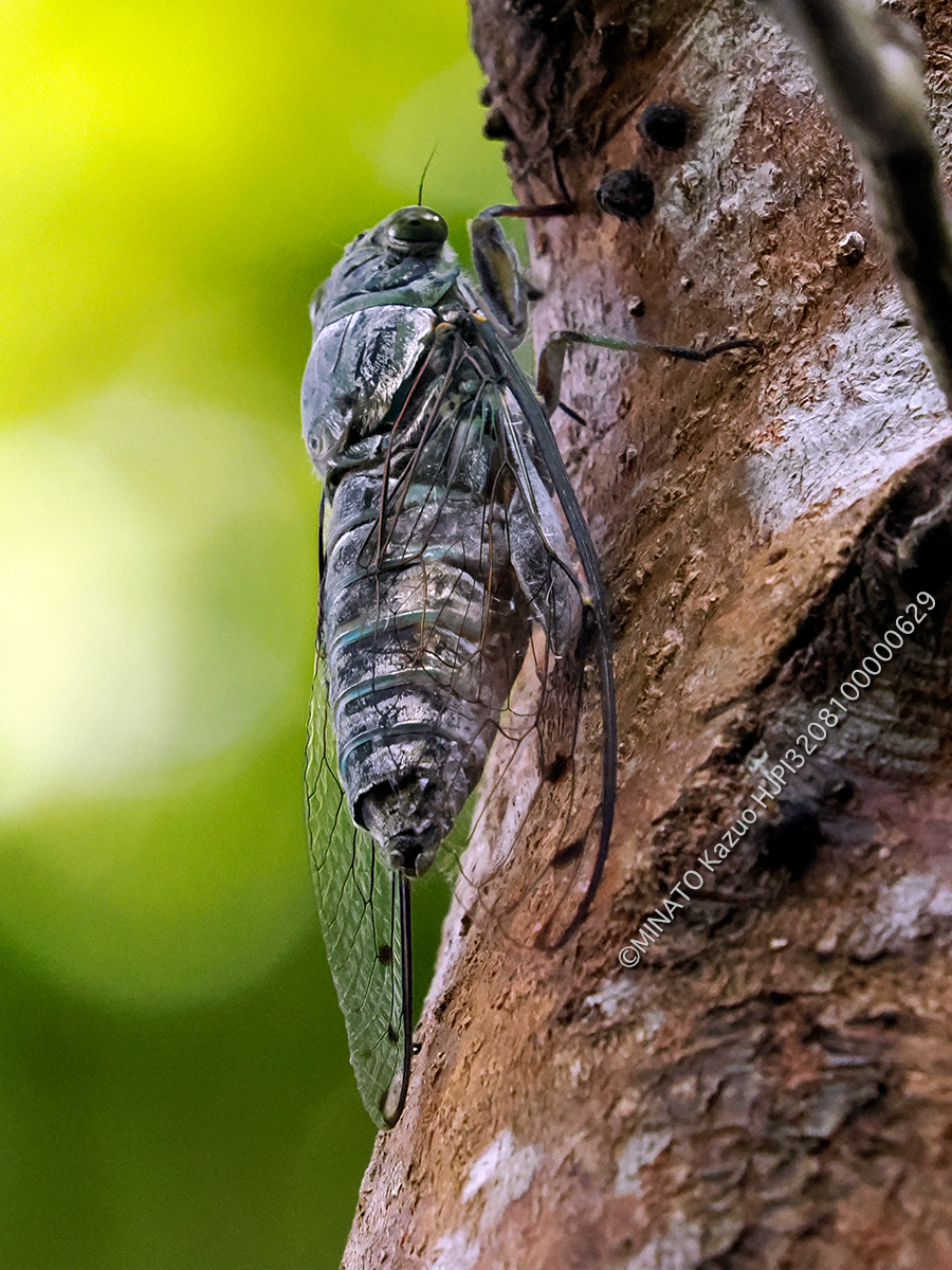 クロイワツクツク鳴く