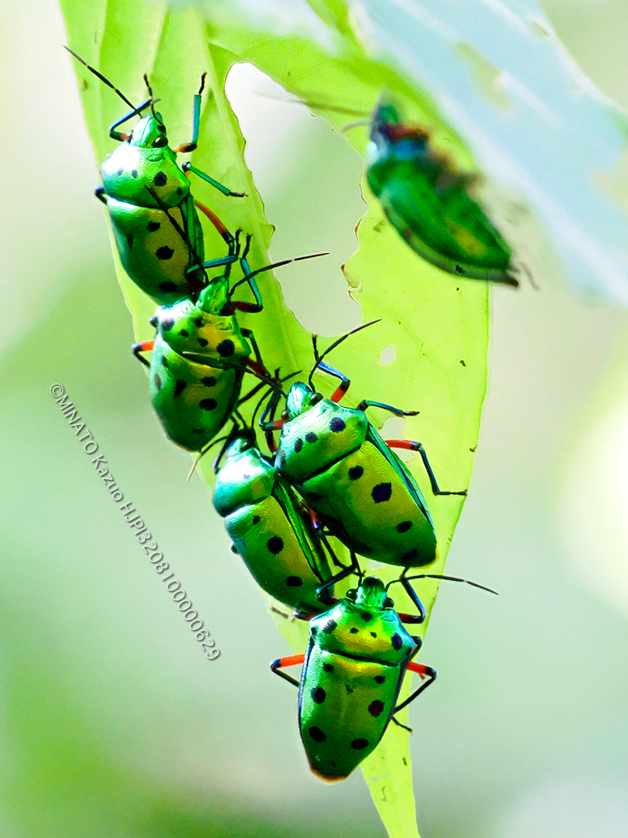 ナナホシキンカメムシ